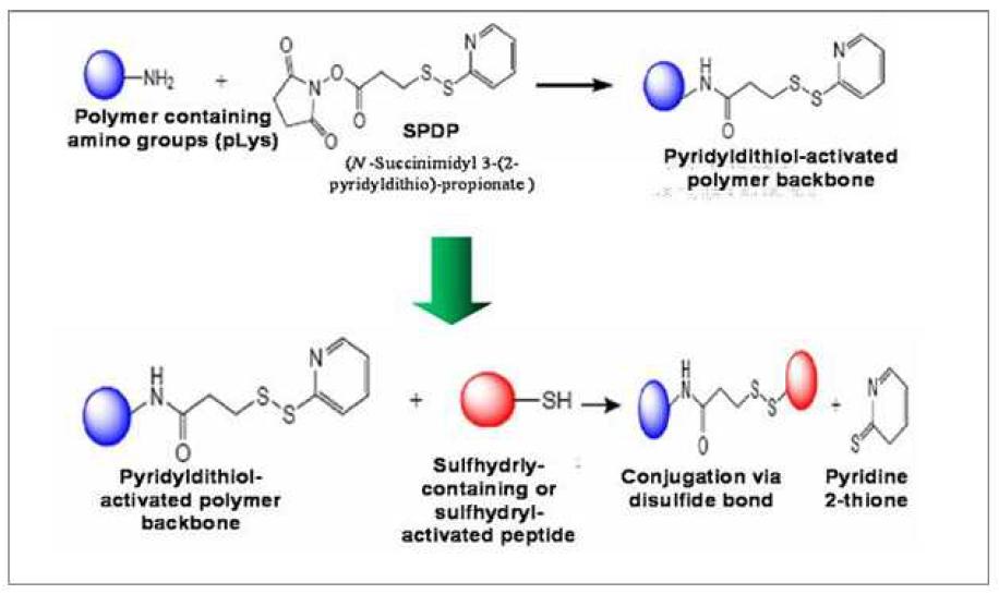 To cross-link binding peptides and signal probe into polymer, poly-D-lysine is activated by addition of bifunctional linker, SPDP. This activated polymer backbone is stable in physical condition.