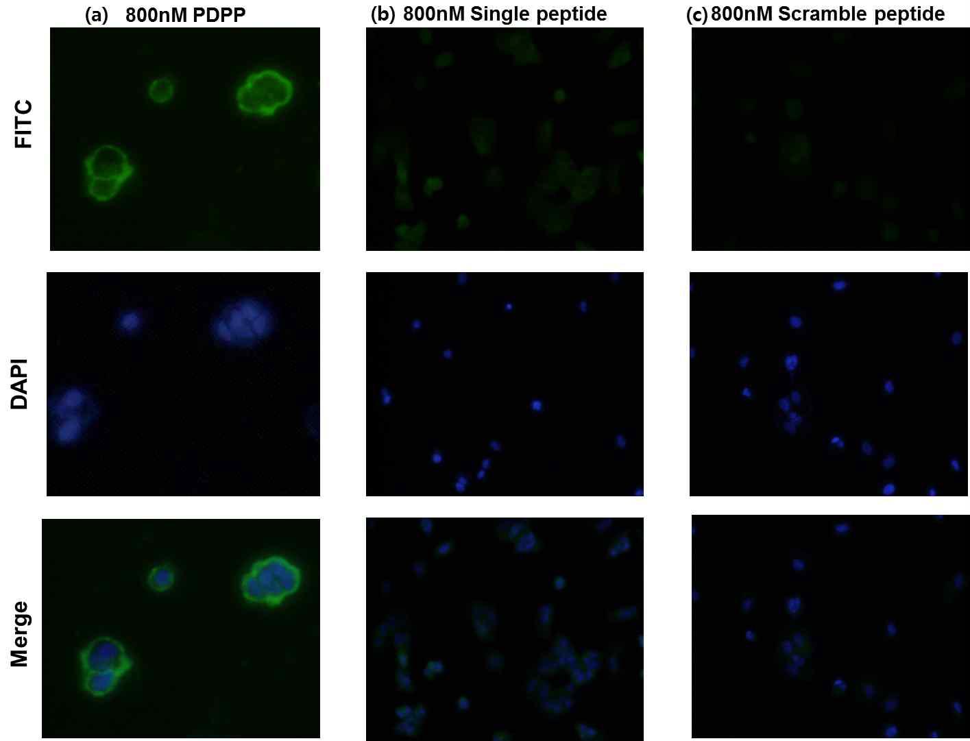 Incubation of FITC-conjugated CD44ED-binding PDPP (FITC-P7,P6), Single peptide and scramble peptide with human breast cancer cells (MCF7)