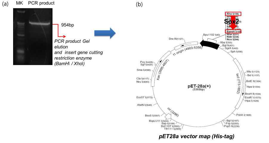Sox2 gene amplified using PCR technique and Insert to the pET-28a vector for expresse as a recombinant protein