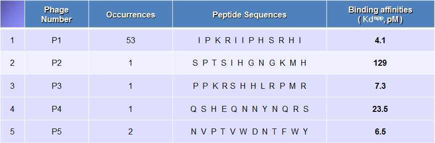 Selected peptide towards Sox2 using phage display