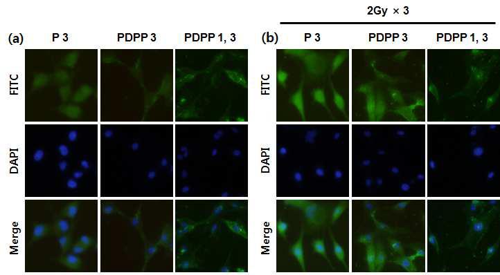 Incubation of FITC-conjugated Sox2-binding Peptide3,PDPP (PDPP3, PDPP1,3), with U87 human Glioma cell line