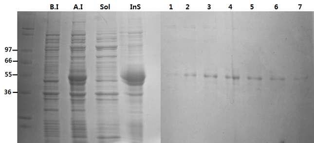 Expression plasmid for PKC δ (pET-28a- PKC-δ catalytic domain) was transformed into E.coli (Rosetta) and cells were induced by 0.5 mM IPTG at 37℃ for 5hr.