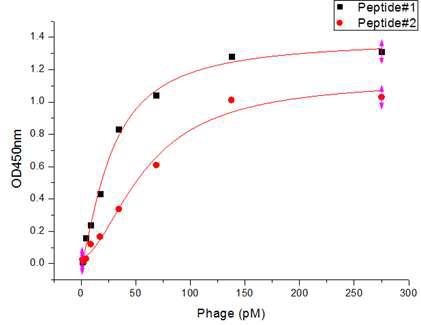 Binding affinity test with selected phage using ELISA method.