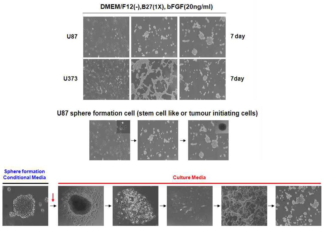 뇌암에서 cancer stem cell 활성화 모델 확립