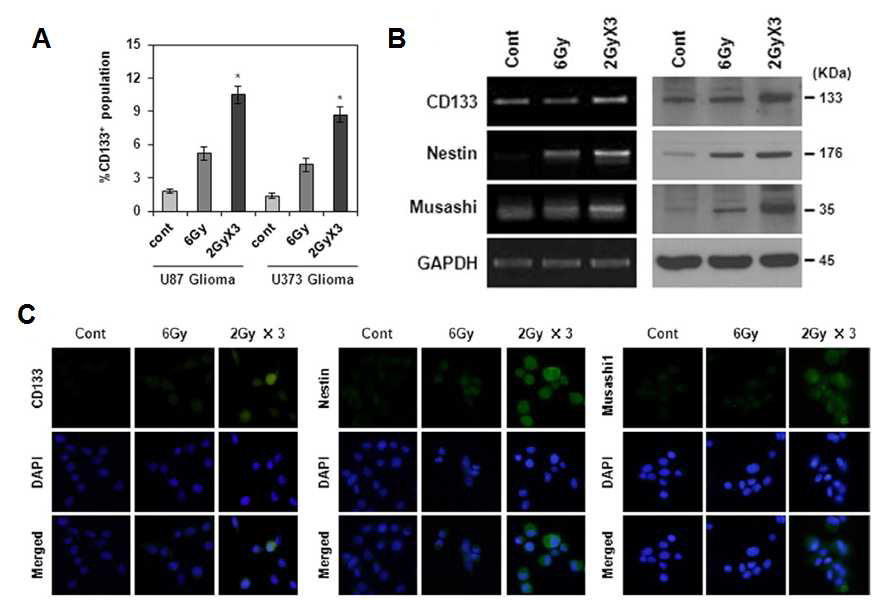 방사선에 의한 glioma stem cells의 활성화