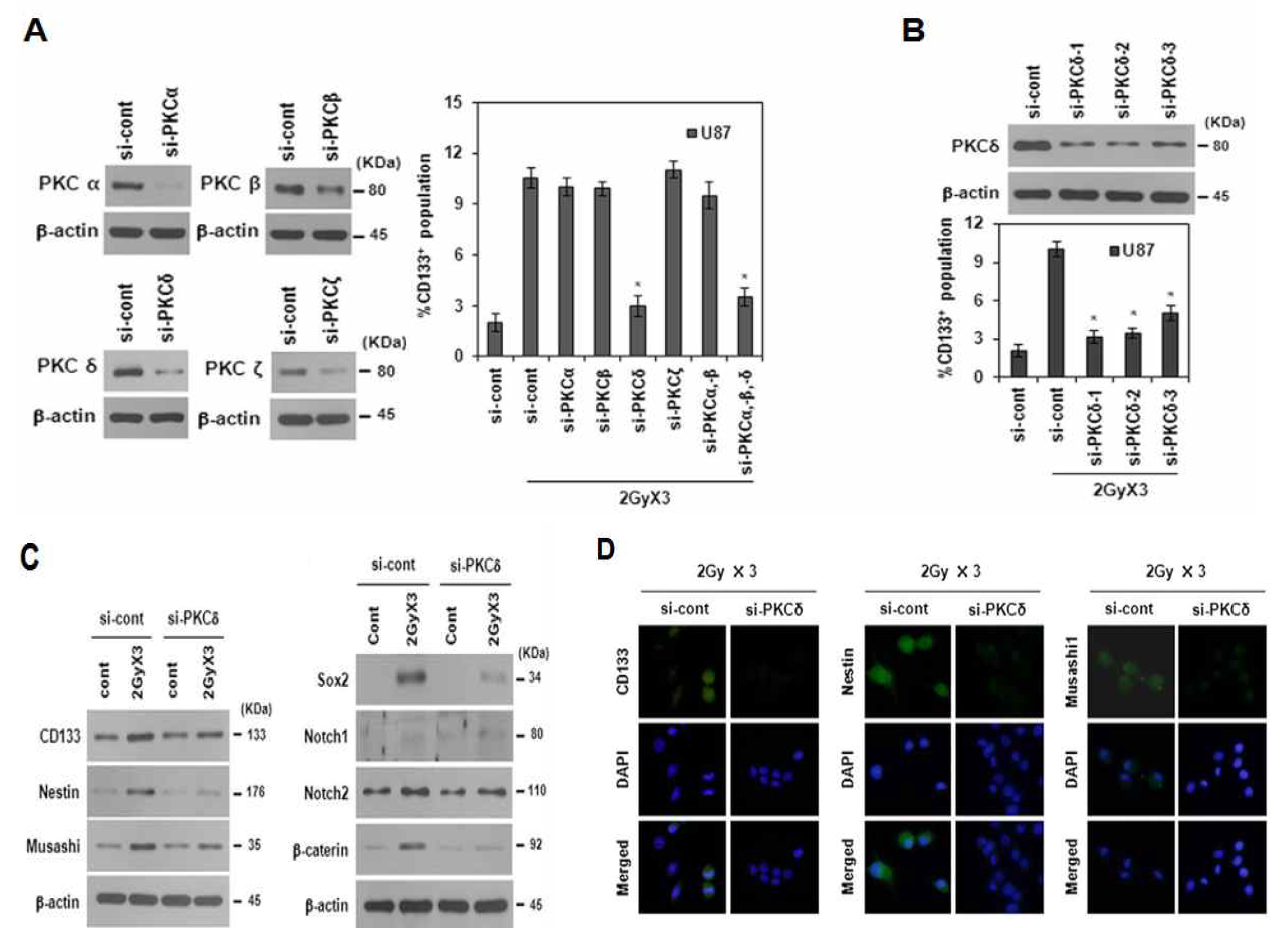 분할방사선에 의한 glioma stem cells 활성화 기전