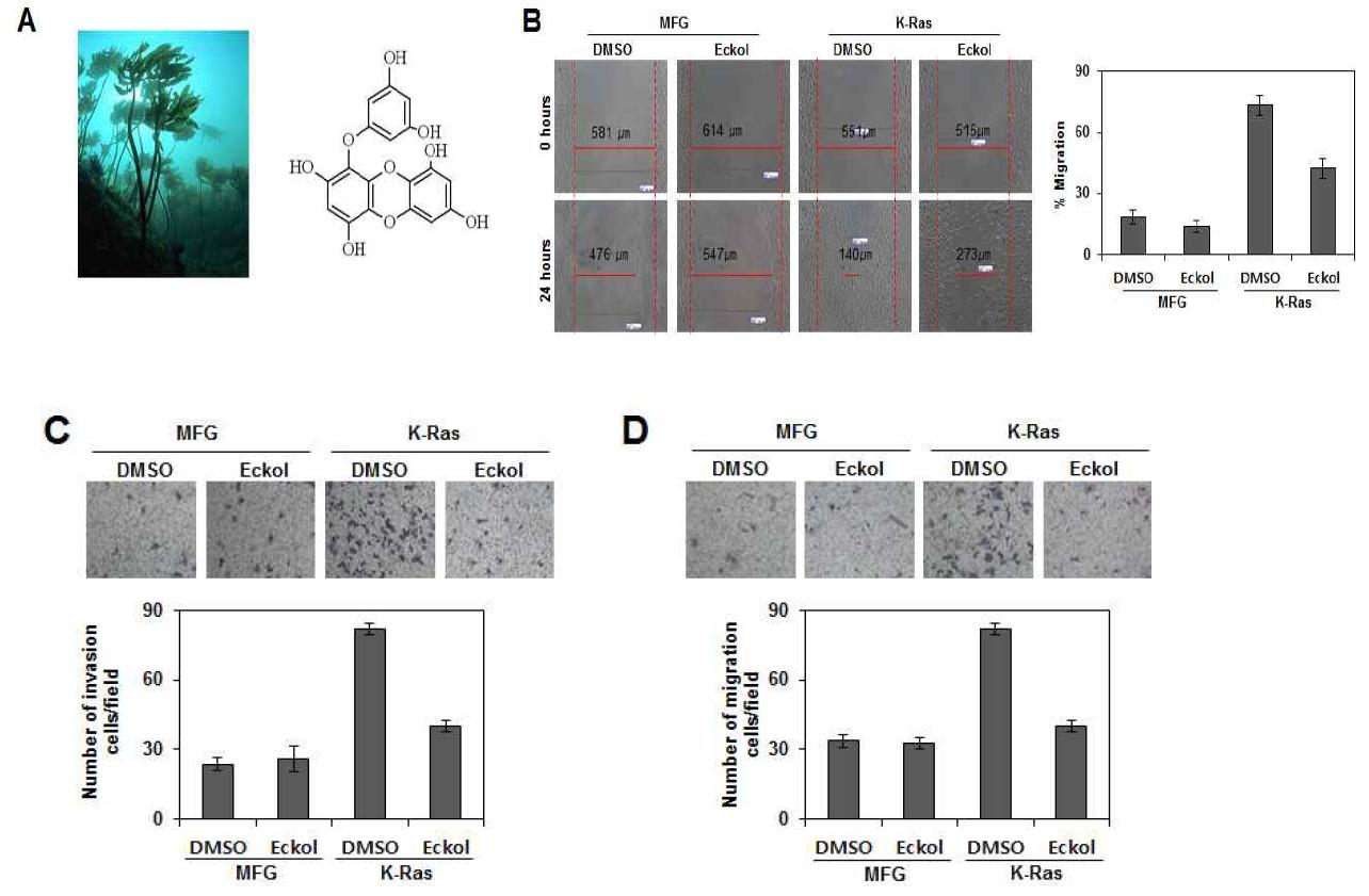 Eckol에 의한 MCF7 cells의 이동성과 침투성 억제 효과