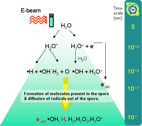 방사선(전자빔)에 의해 물이 분해되어 radical들이 생성되는 과정