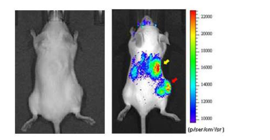 [124I]HIB-Gd-liposome 주입 후의 CT-26 동물모델에서의 3.5 시간 후의 Optical luminescence 영상.(Tumor:빨간화살표, Liver:노란화살표)
