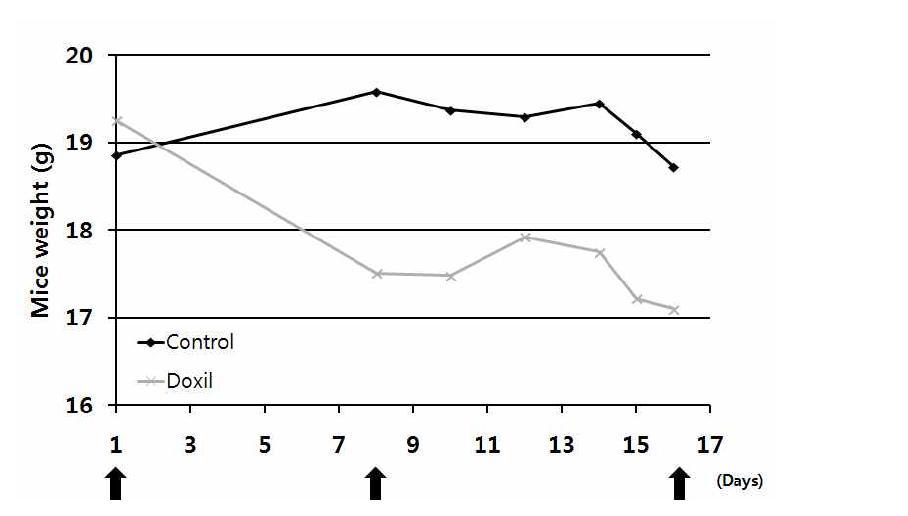 Doxorubicin liposome 처리군과 Saline 처리군에서의 mice weight(g) 측정한 그래프