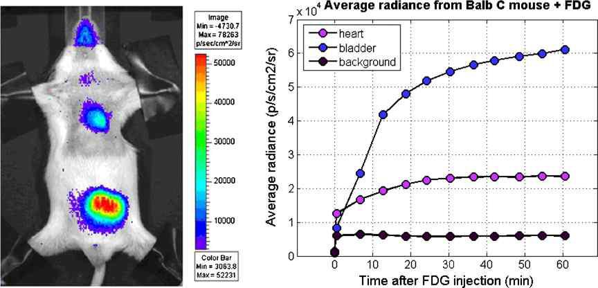 (a) Cerenkov emission from a Balb-C mouse 1 h after 18F-FDG injection superimposed on a photographic image. The radiotracer is accumulated especially in the heart and in the bladder. (b) 18F-FDG average radiance from heart, bladder and background regions in the animal during the first hour after 18F-FDG injection.