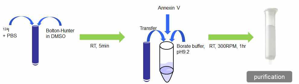 Bolton-Hunter와 Iodo-gen tube를 통한 간접적인 방사성요오드화 과정