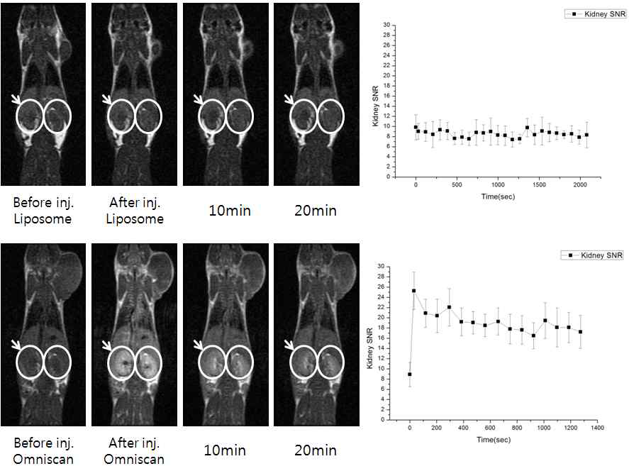 kidney 위치에서 Gd-DTPA encapsulated [124I]HIB-lipsome과 omniscan의 MR imaging와 분석.