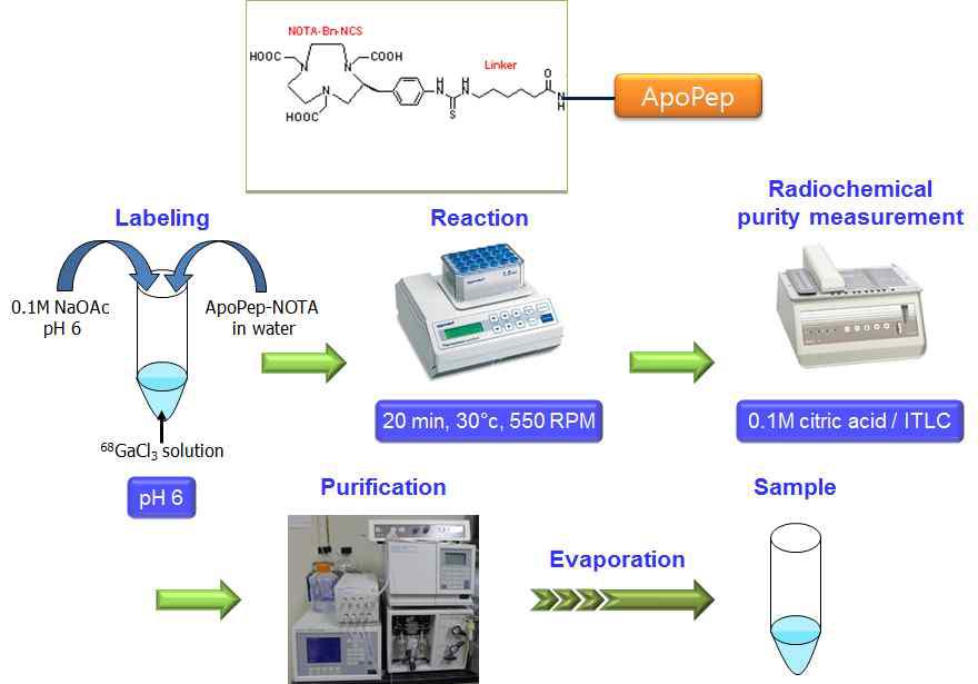 ApoPep-NOTA에 Ga-68의 표지 과정