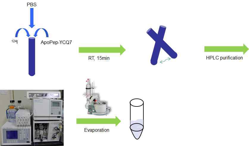 ApoPep-YCQ7에 I-124를 이용한 표지 과정