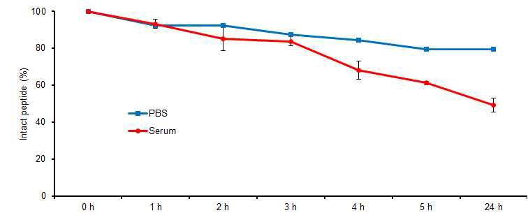 In vitro serum에서의 안정도 확인 결과