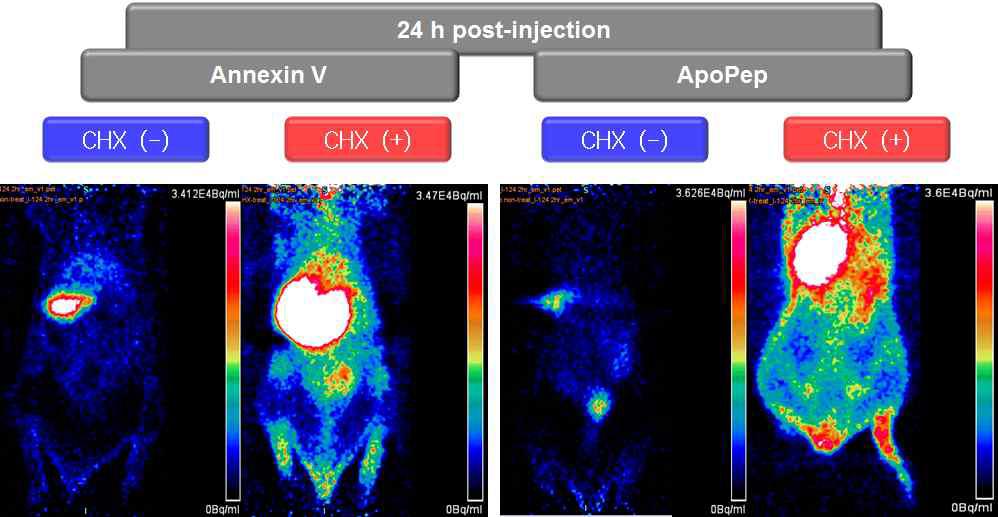 Liver apoptosis model에 대한 in vivo microPET 이미지