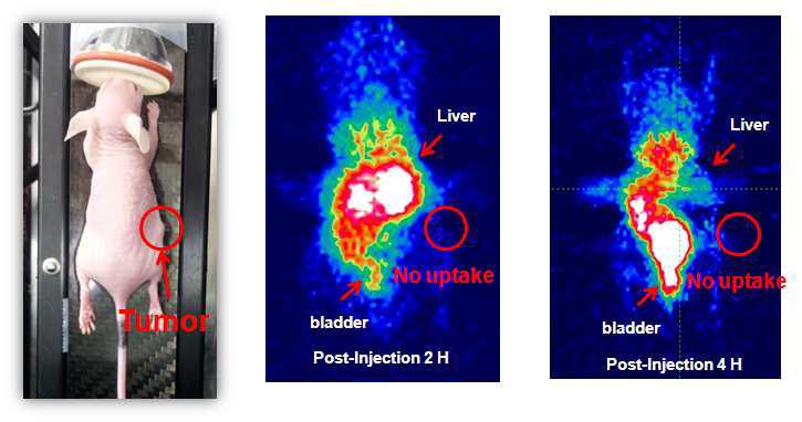 68Ga-NOTA-BP를 mice에 injection 후에 2시간, 4시간 microPET 이미징