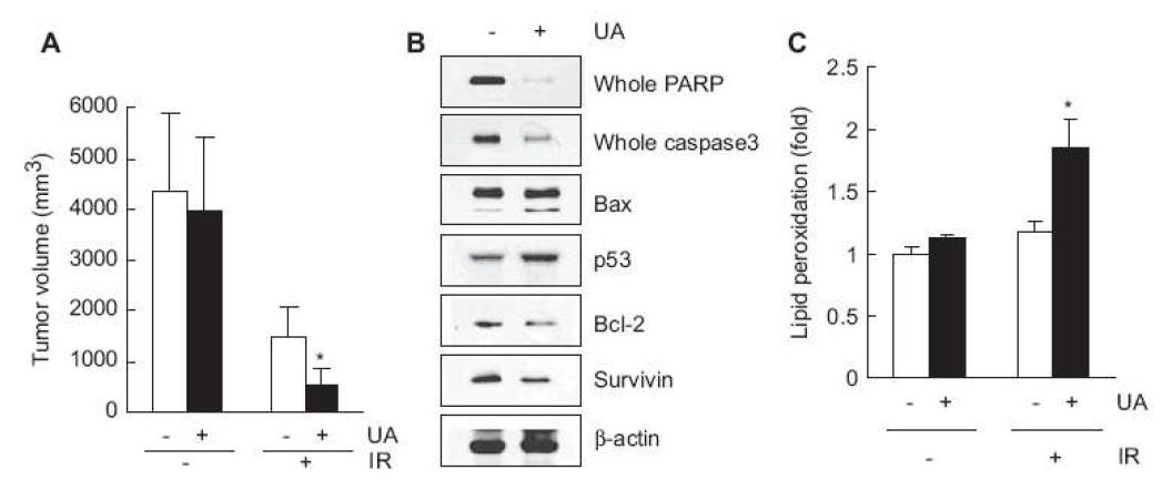 Effects of co-treatment of UA and IR in BF16F10 transplanted mice.