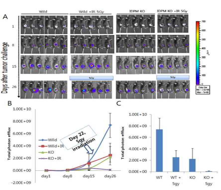 Bioimaging of tumor in WT and IDPm KO mouse.