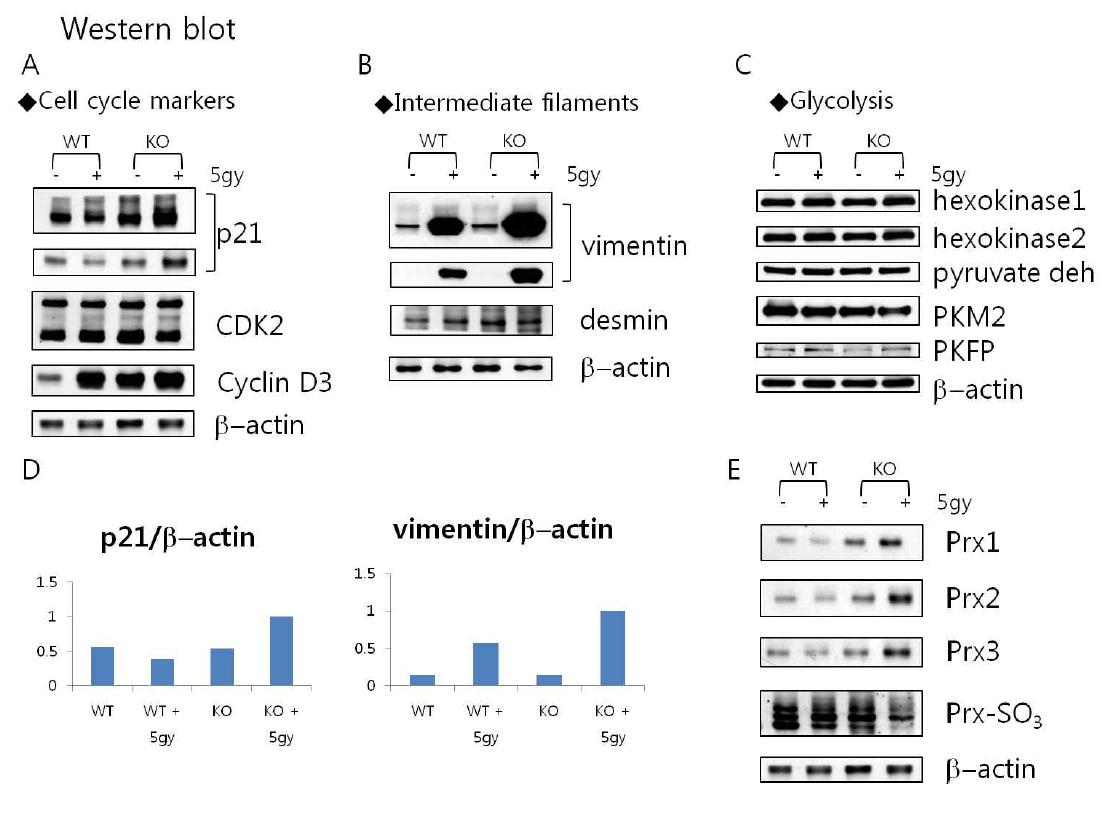 Western blot.