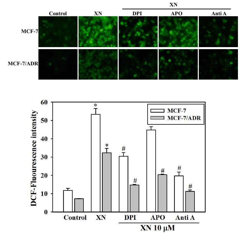 Inhibitory effects of DPI, Anti A on xanthohumol-induced ROS production in MCF-7 and MCF-7/ADR cells.