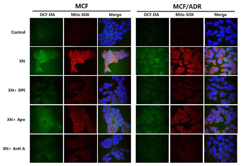 Inhibitory effects of DPI, Anti A on xanthohumol-induced mitochondria ROS production in MCF-7 and MCF-7/ADR cells