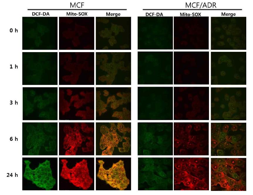 Time-dependent ROS production in radiation-treated cells was measured by using DCF-DA and Mito-SOX.