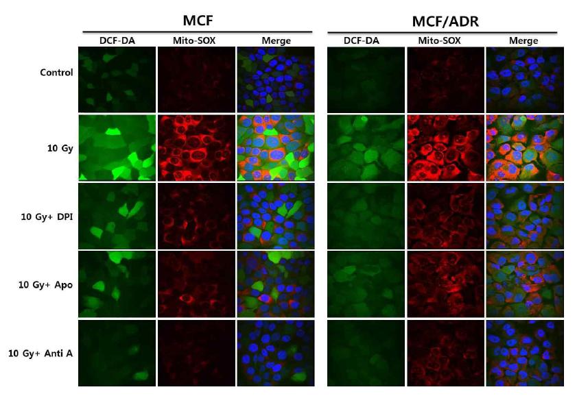 Inhibitory effects of DPI, Anti A on radiation-induced mitochondria ROS production in MCF-7 and MCF-7/ADR cells.