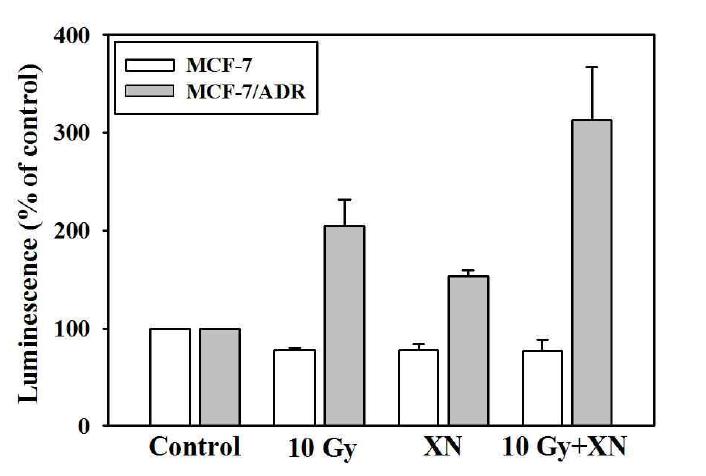 Synergistic effects of xanthohumol and radiation on ROS generation in MCF-7/ADR cells.