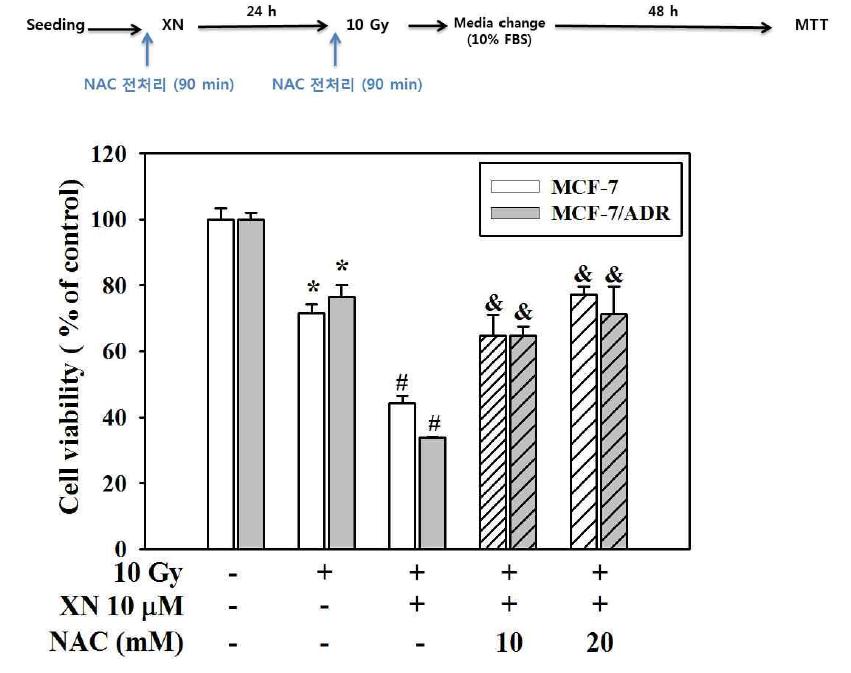 N-acetylcystein (NAC) blocks cytotoxic effects of combined treatment with xanthohumol and radiation in MCF-7 and MCF-7/ADR cells