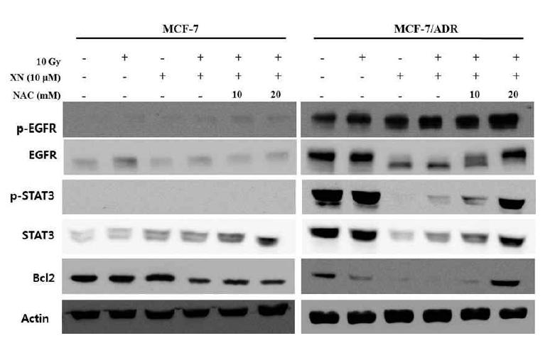 NAC reverses xanthohumol and radiation-induced STAT3 and Bcl-2 expression in MCF-7/ADR cells.