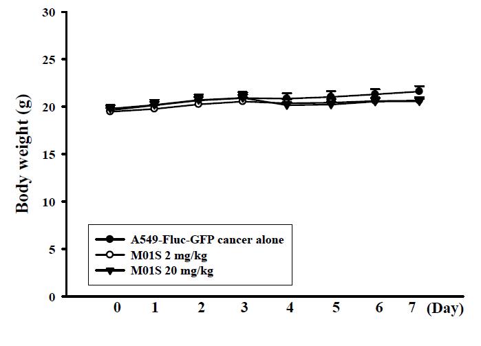 Effects of drug treatment (M01S) on the body weight of tumor-bearing mice.