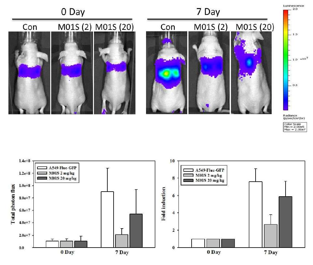 Inhibitory effect of M01S on the growth of GFP-transfected A549 cells in mouse lung.