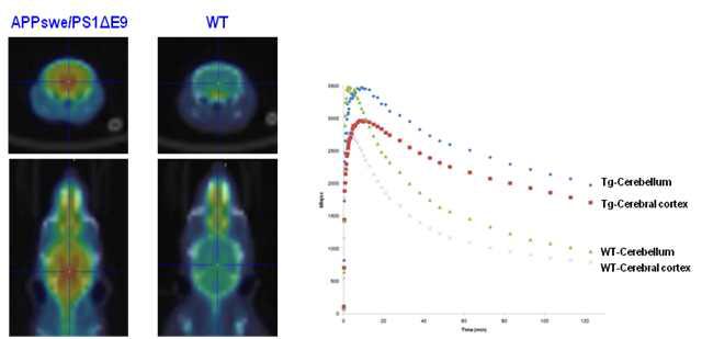알츠하이머병 모델 형질전환 마우스(APPswe/PS1△E9)와 wild type 마우스에서 SNUBH-NM-333 뇌 PET 영상 (60-120 min sum)및 대뇌 및 소뇌 시간-방사능곡선