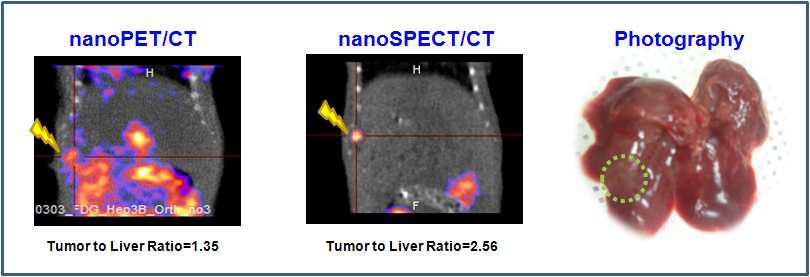Orthotopic liver tumor model에서의 PET(18F-FDG) and SPECT(SNUBH-NM-505) 분자영상