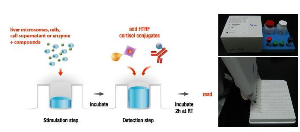 11β- HSD1 Assay 원리 및 Assay Kit