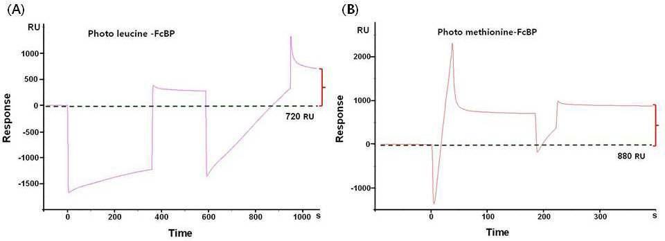 SPR을 이용한 광반응성 펩타이드 고정화과정의 모니터링.