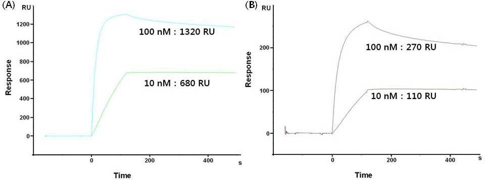 동일 농도 Human 항체(Ig G)가 상온에서 결합하는 과정을 굴절률 변화 (sensogram)로 모니터링 (A) Photo leucine-FcBP 칩, (B) Photo methionine-FcBP칩