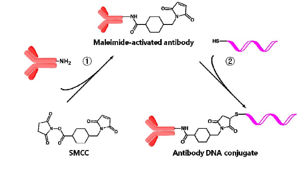 항체-DNA 복합체 형성