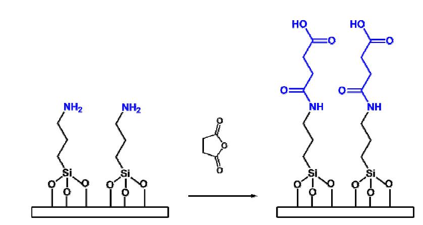 1 % succinic anhydride 처리