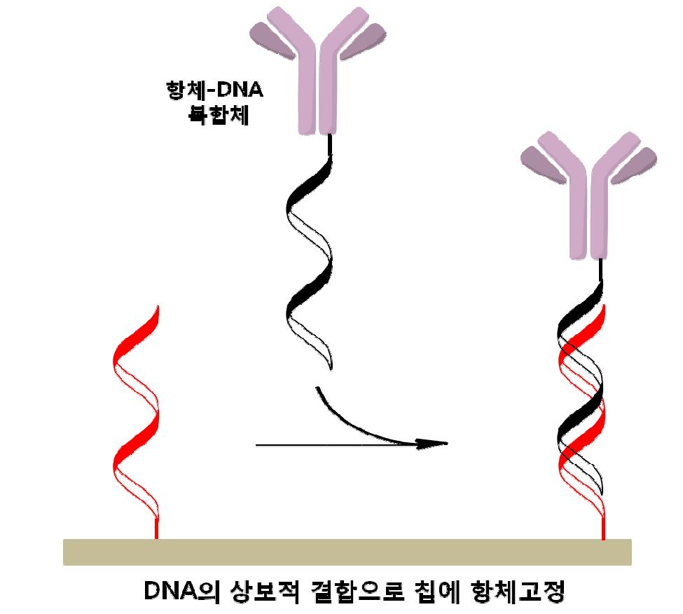 항체-DNA 복합체의 상보적 결합을 이용