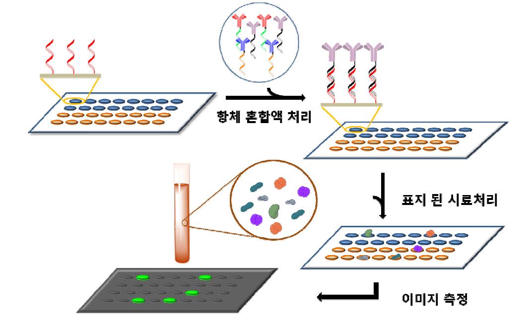 항체칩 제작과 시료적용