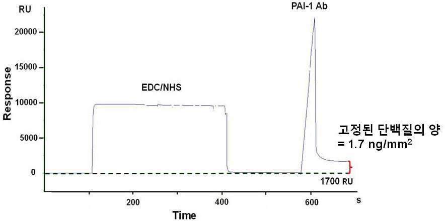 SPR을 이용한 PAI-1 항체 고정화과정의 모니터링
