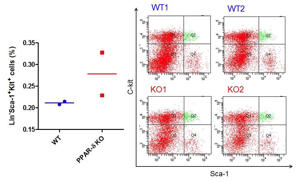 골수내 조혈모세포 (lineage negat ivec-kit/sca-1positive cells = LSK cells) pool 의 FACS 분석