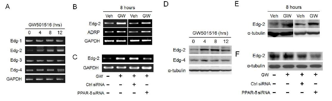 RT-PCR (A-C)과 Western (D-F)를 통한 mRNA 및 protein 수준에서의 PPA R- δ의 활성화에 의한 Edg 발현 변화