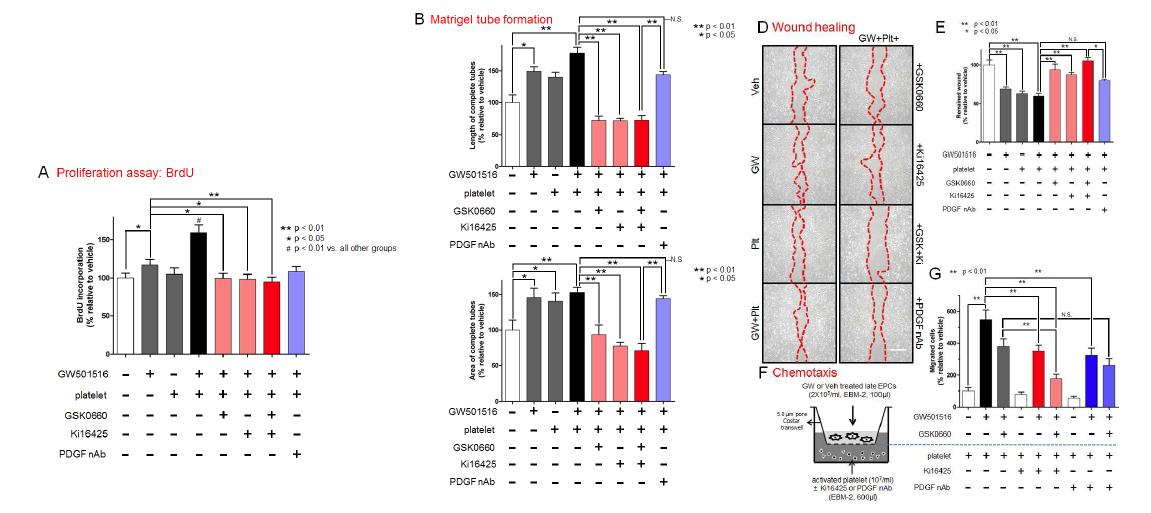 Proliferation assay (BrdU incorporation), Matrigel tube formation, Scratch wound healing, Chemotaxis assays