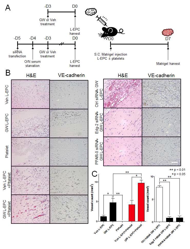 in vivo Matrigel plug assay에서 혈관내피전구세포와 혈소판은 상호작용을 통해 혈관 신생을 촉진하며 이는 PPAR-δ 효현제에 의해 강화됨을 증명함