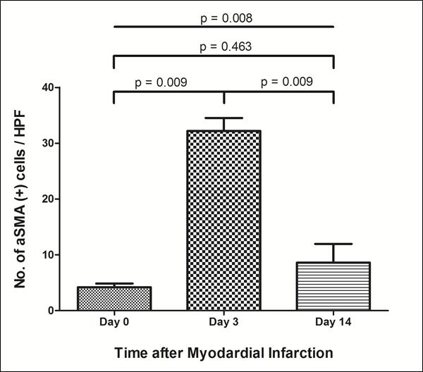 심근경색 후 시간에 따른 myofibroblast의 개수