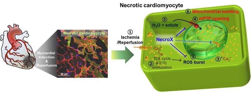 NecroX의 작용 기전에 대한 모식도